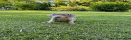 Weimaraner cani in vendita:  CUCCIOLI DISPONIBILI di Weimaranner  - Annuncio 4