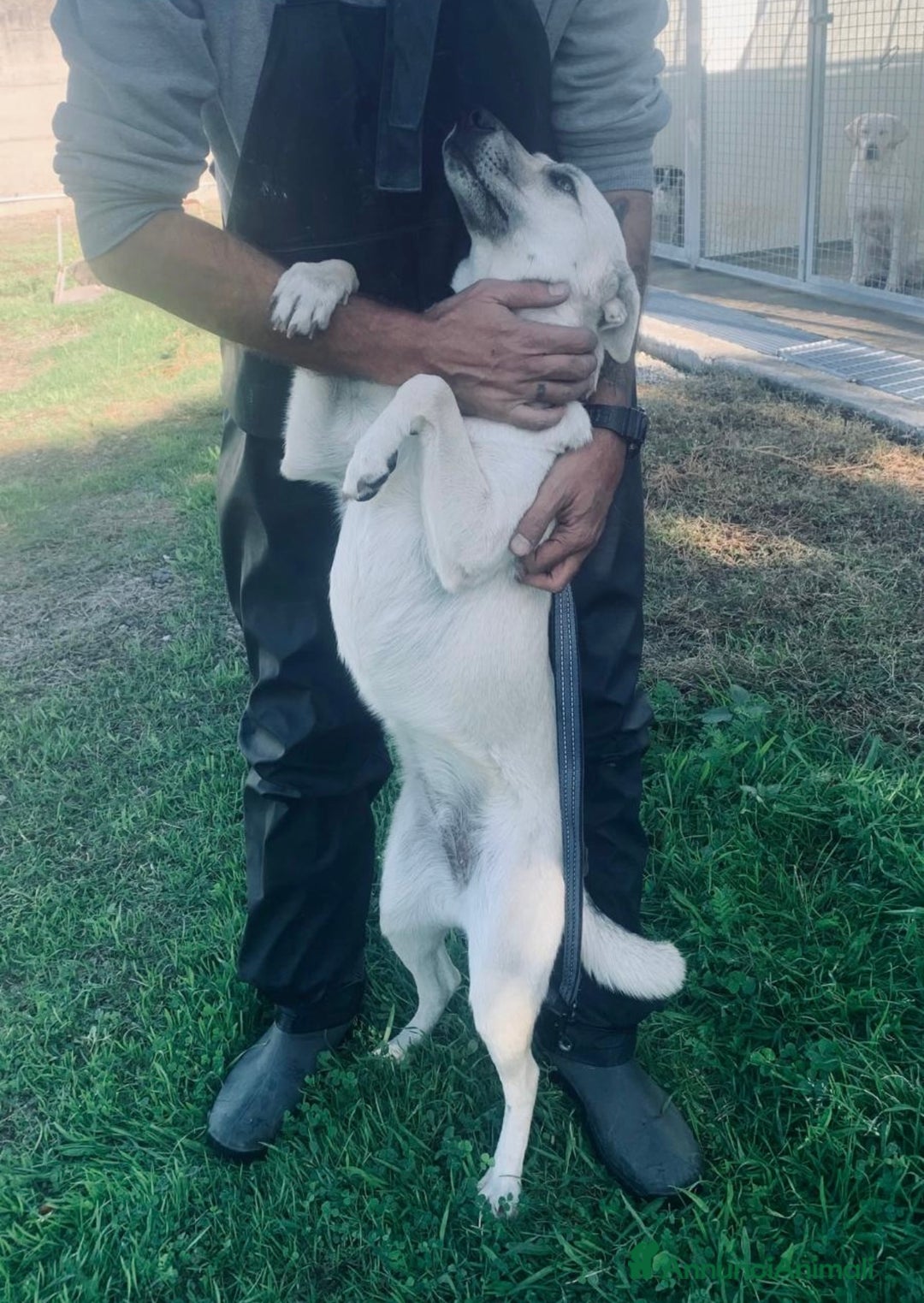 Meticcio cani in regalo: Keila una lupetta dolcissima  - Annuncio 3