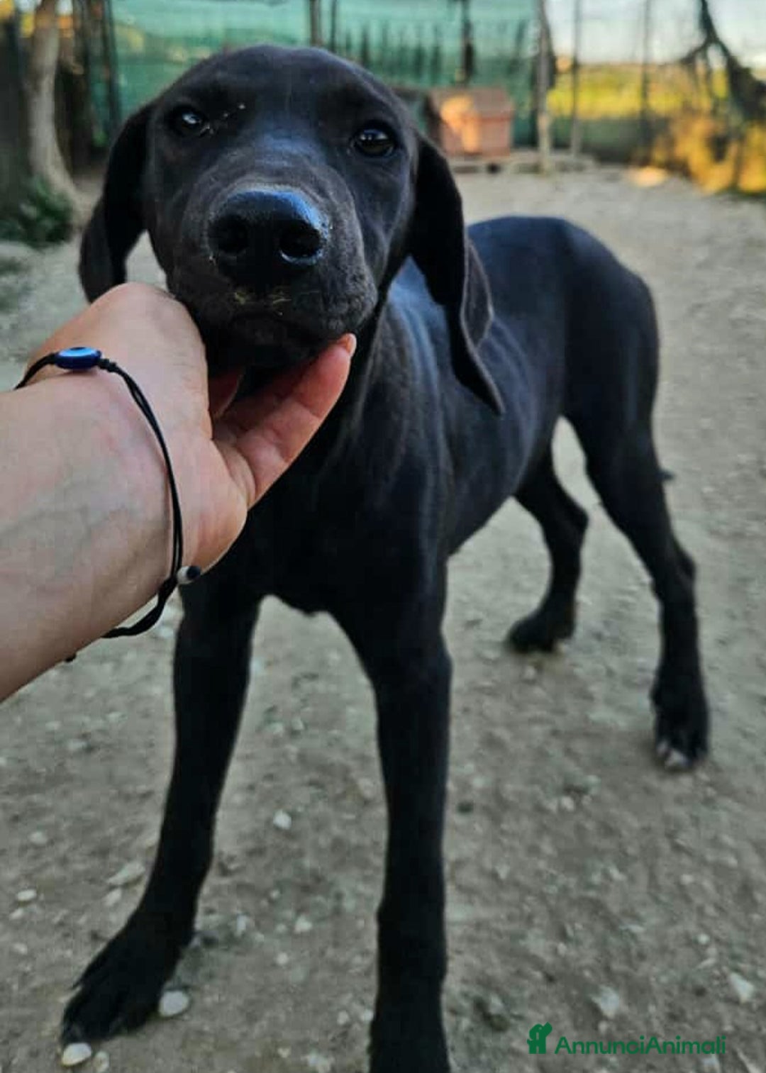 Meticcio cani in regalo: Silvio 5 mesi taglia media  - Annuncio 5