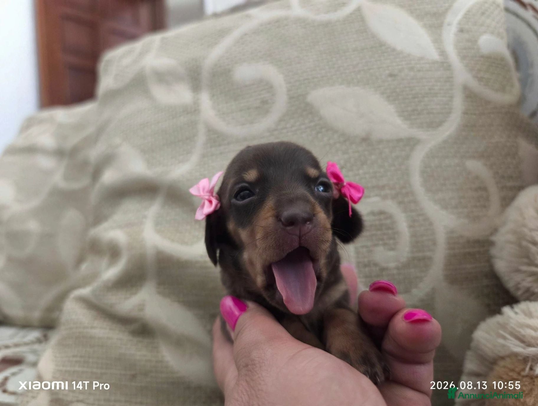 Bassotto cani Bassotto tedesco femmina  - Annuncio 24