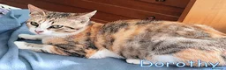 Europeo gatti in regalo: DOROTHY DOLCISSIMA GATTINA - Annuncio 3