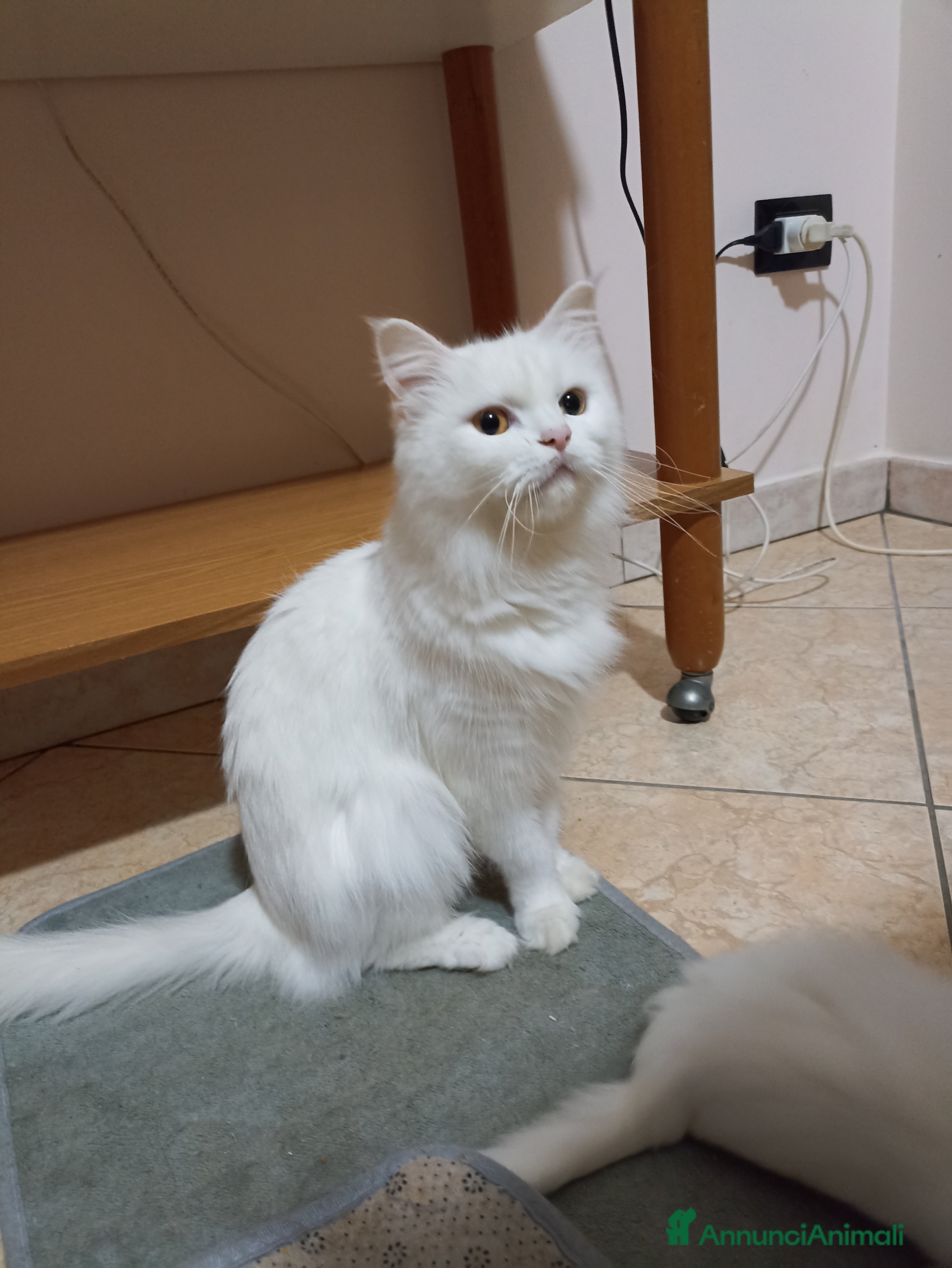 Altre razze gatti CUCCIOLO DI GATTO ANGORA TURCO  - Annuncio 1