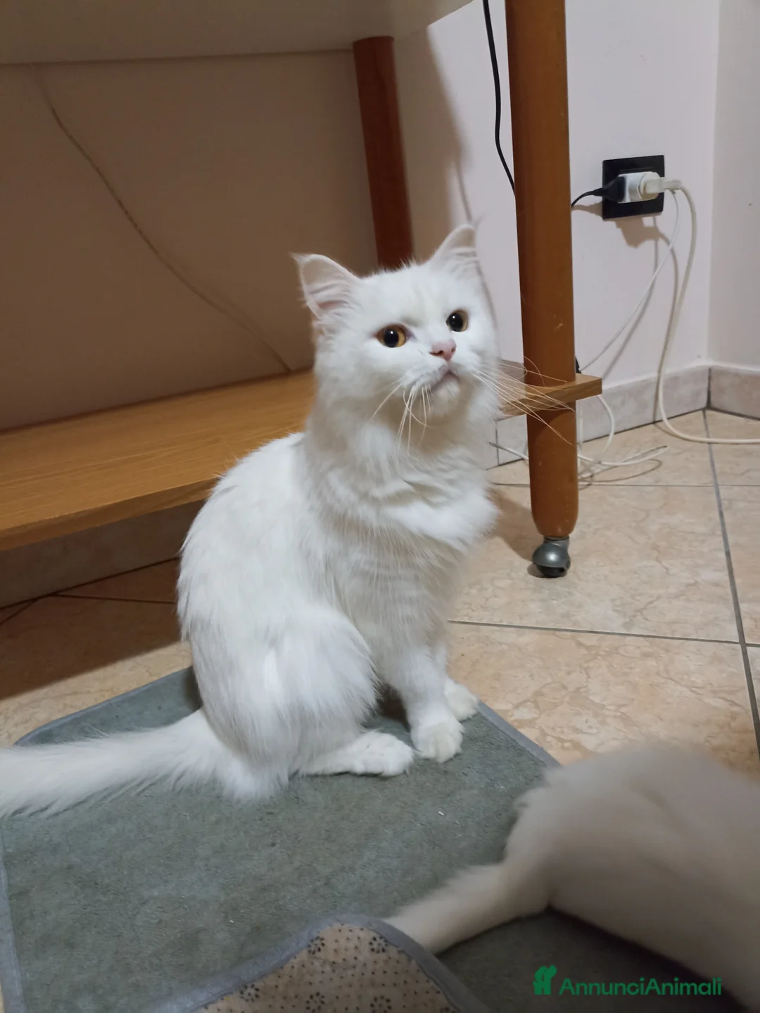 Altre razze gatti in vendita: CUCCIOLO DI GATTO ANGORA TURCO  - Annuncio 1