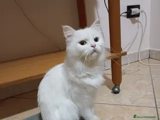 Altre razze gatti CUCCIOLO DI GATTO ANGORA TURCO - Annuncio 2