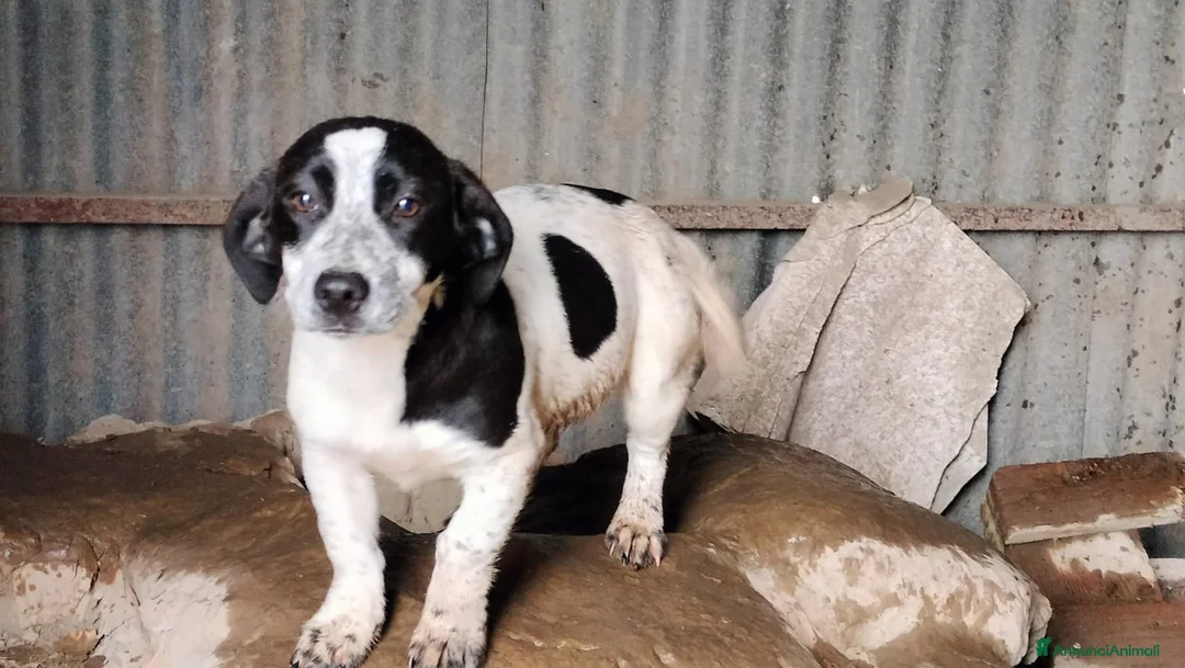 Meticcio cani in regalo: BROOKE a Provincia di Frosinone - Annuncio 2