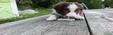 Ulisse