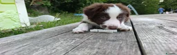 Border Collie cani in vendita: Cuccioli di Border Collie - Annuncio 10