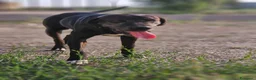 Meticcio cani in regalo: Edoardo: taglia media, equilbrato e socievole  - Annuncio 8