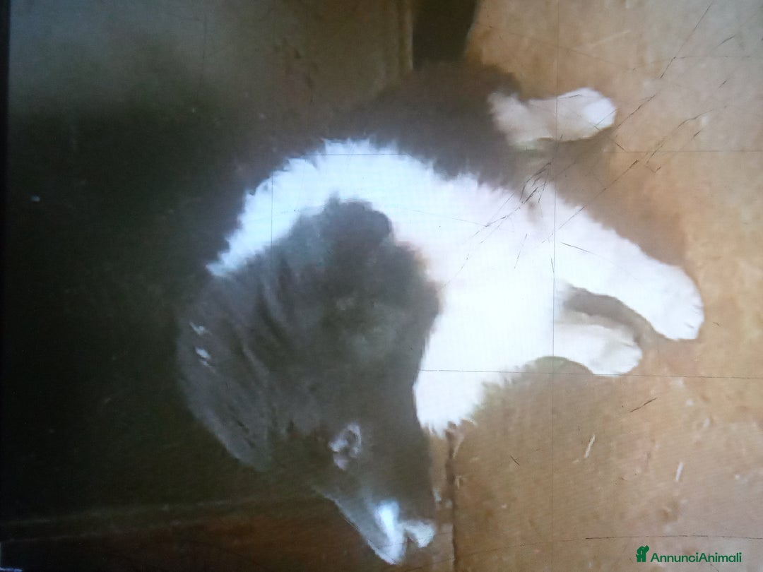 Border Collie cani in vendita: Border collie - Annuncio 3