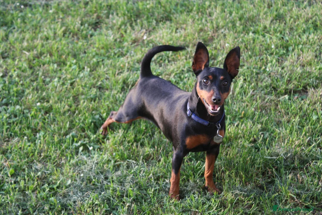 Pinscher Miniatura cani in vendita: Pinscher nano  - Annuncio 17