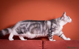 Maine Coon gatti in vendita: Un gattino maschio Mainemarie Etro  - Immagine 4