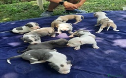 Staffordshire cani in vendita: Amstaff  - Immagine 2
