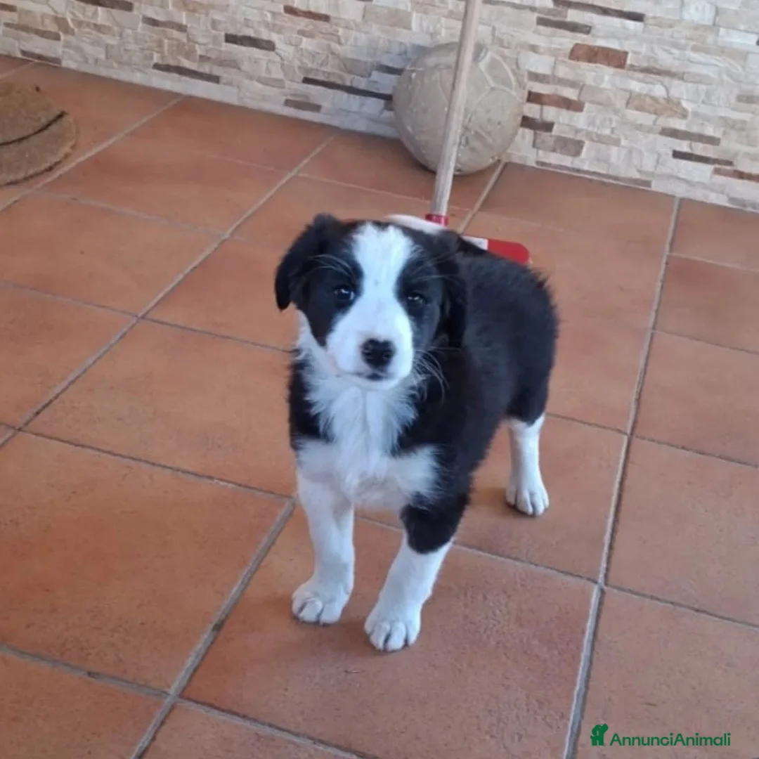 Border Collie cani in regalo: WILLY e WENDY cuccioli mix border collie  adozione - Annuncio 2