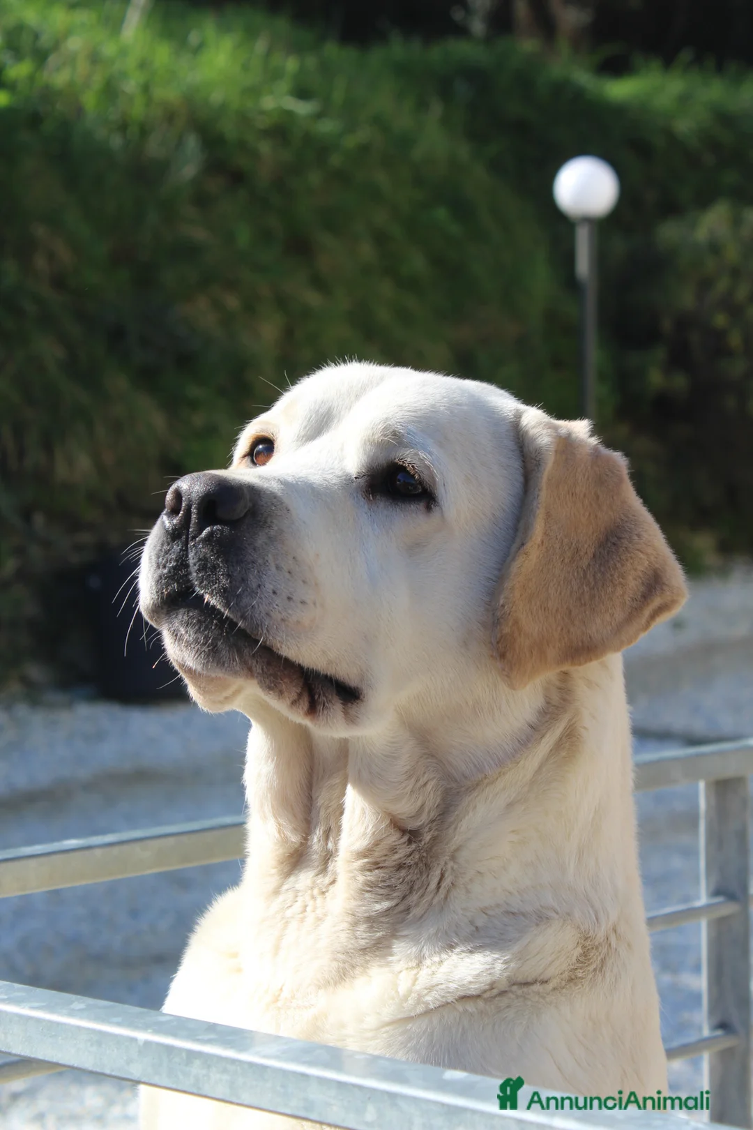 Labrador cani in vendita: Cuccioli labrador retriever neri a Provincia di Pistoia - Annuncio 1