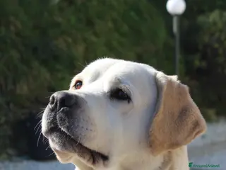 Labrador cani Cuccioli labrador retriever neri - Annuncio 10