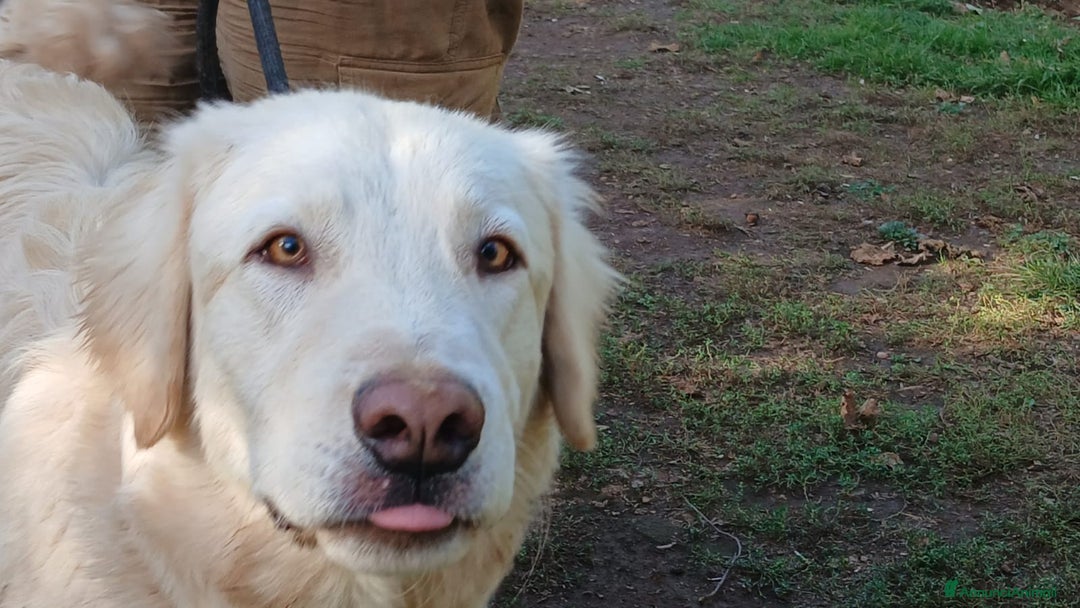 Meticcio cani in regalo: OSVALDO INC. MAREMMANO CERCA LA SUA FAMIGLIA - Annuncio 1