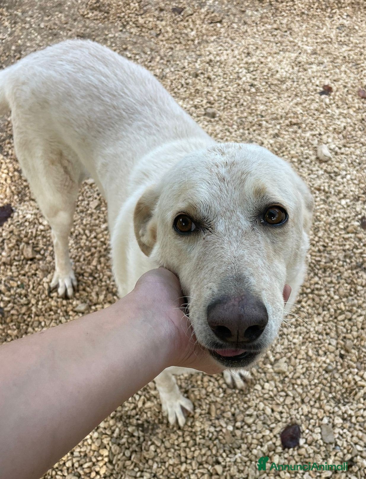 Meticcio cani LA DOLCISSIMA SUSY - Annuncio 7