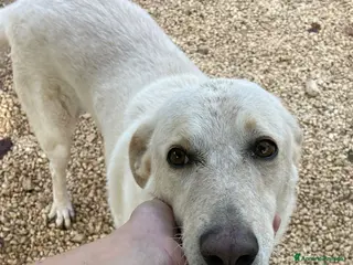 Meticcio cani LA DOLCISSIMA SUSY - Annuncio 28