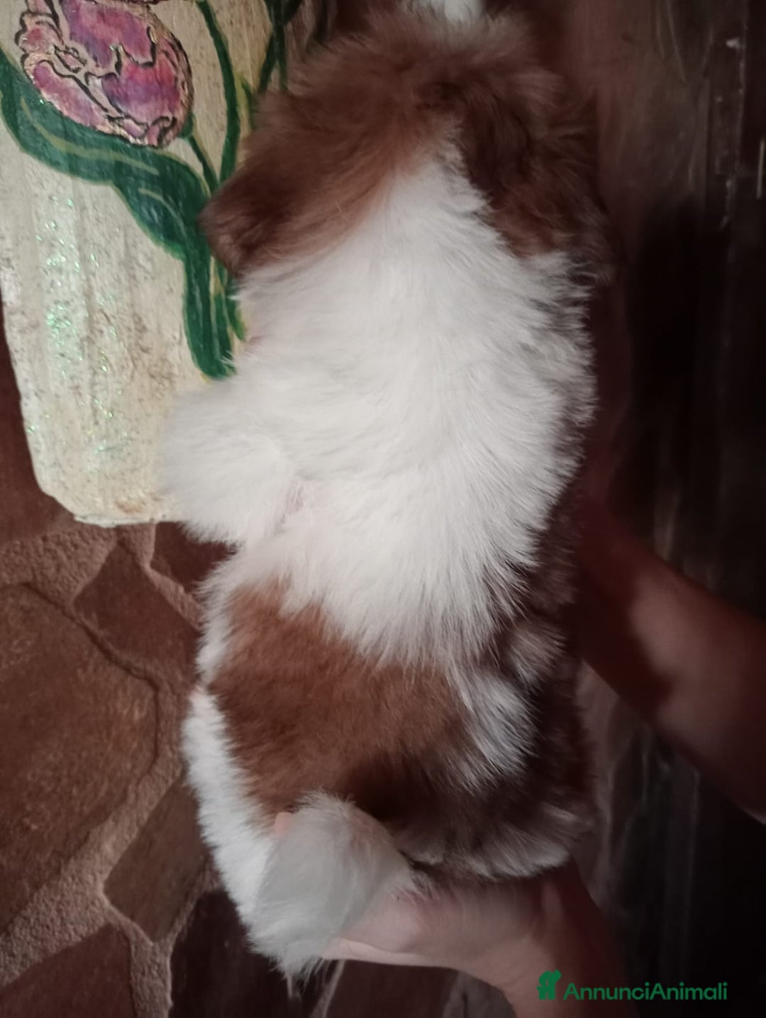 Shih Tzu cani in vendita: Cuccioli di shih Tzu  - Annuncio 9