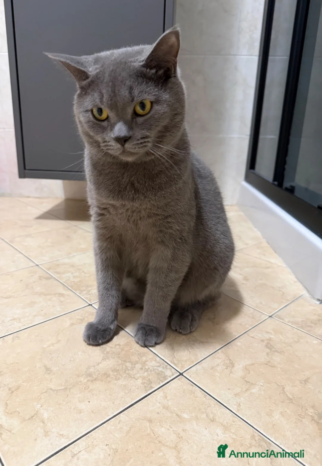 British gatti in vendita: VENDITA BRITISH SHORTHAIR - Annuncio 5