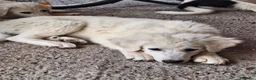Pastore Abbruzzese Maremmano cani in vendita: Cuccioli di pastore maremmano - Annuncio 7