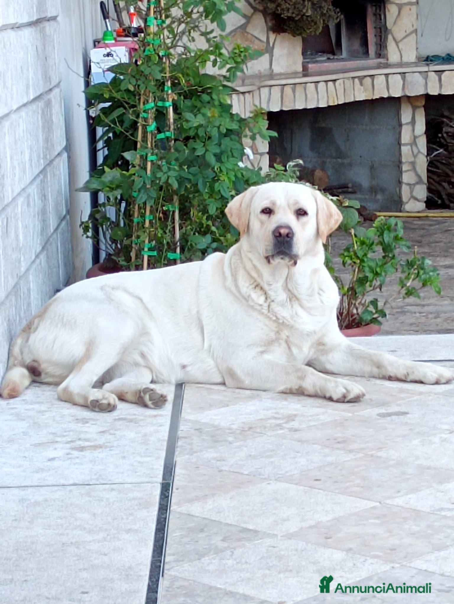 Altre razze gatti Cuccioli labrador retriever  - Annuncio 1