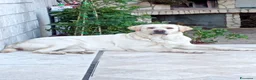 Altre razze gatti in vendita: Cuccioli labrador retriever  - Annuncio 1