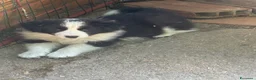 Border Collie cani in vendita: Cuccioli di razza Border Collie - Annuncio 1