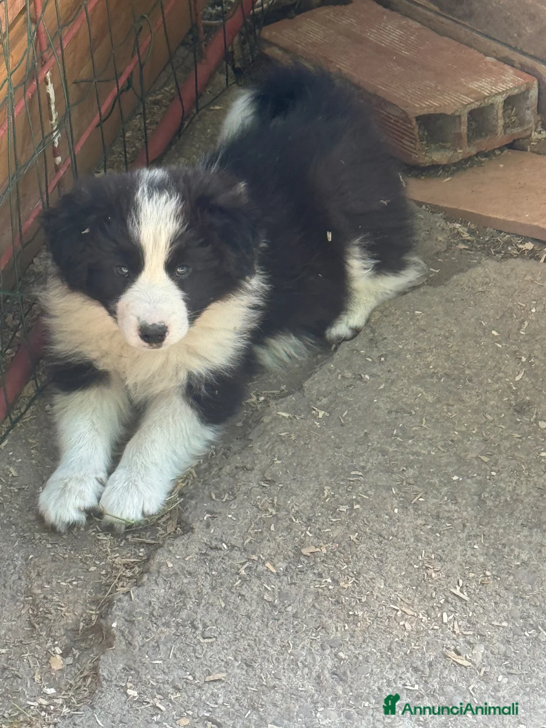 Border Collie cani in vendita: Cuccioli di razza Border Collie - Annuncio 1
