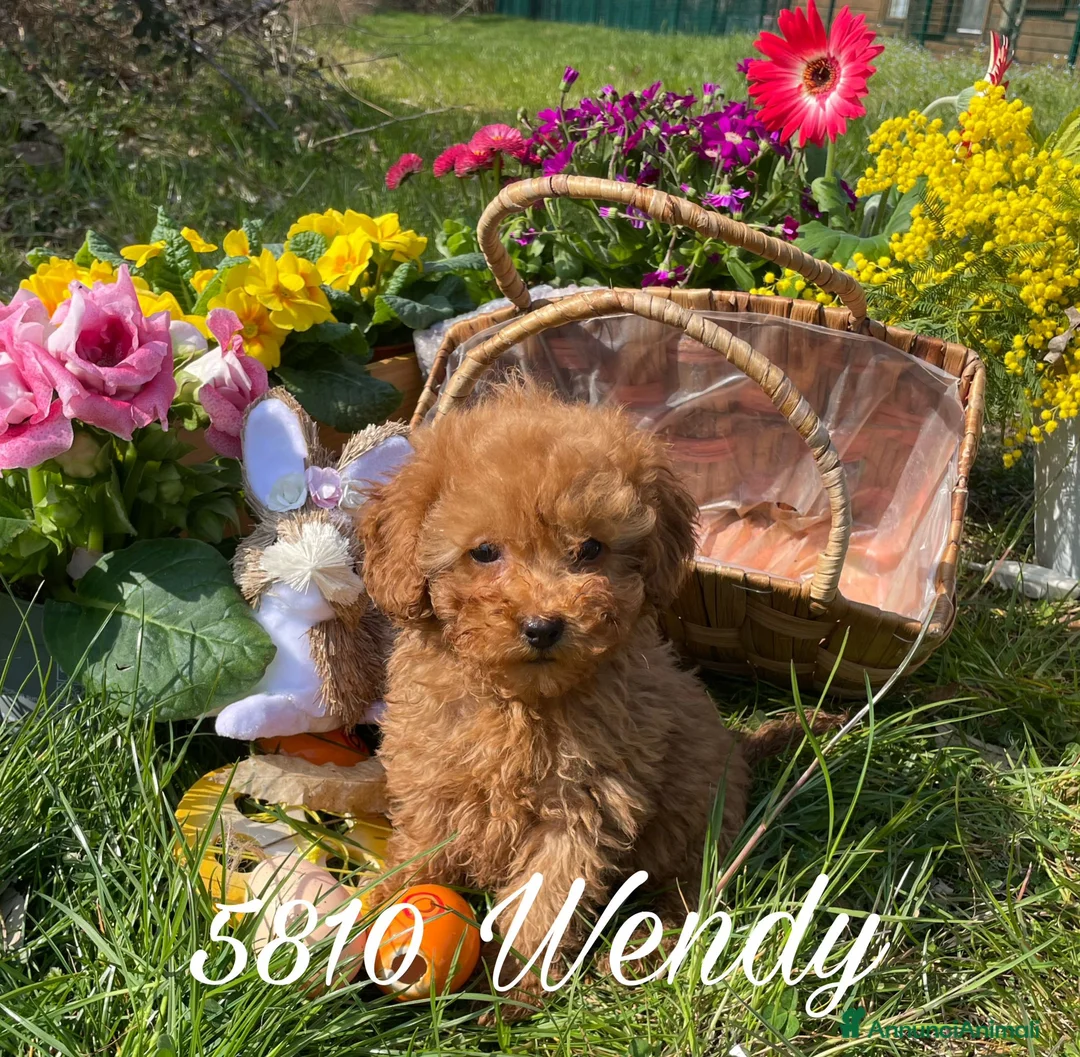 Immagine della galleria {{count}}