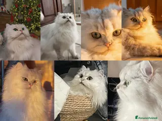 British gatti British Longhair Silver Shaded con Pedigree ENFI - Annuncio 30