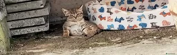 Meticcio gatti in regalo: Gattine a Provincia di Treviso - Annuncio 3