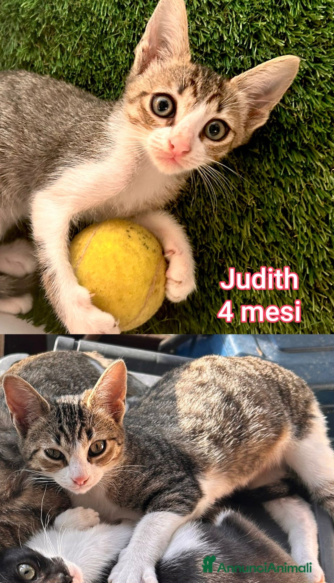 Altre razze gatti in regalo: GATTINI ESCLUSI DA TUTTI! - Annuncio 2