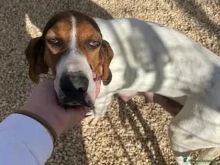 Segugio cani LA MERAVIGLIOSA PENELOPE - Annuncio 4