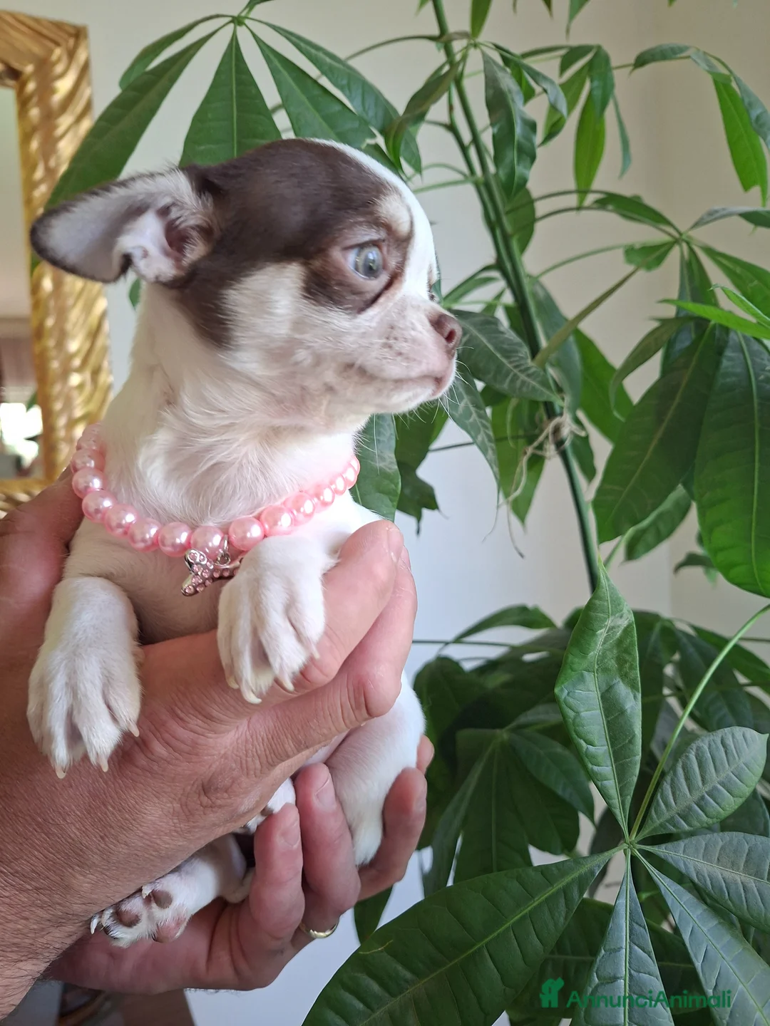 Chihuahua cani in vendita: Femmina chihuahua  - Annuncio 5