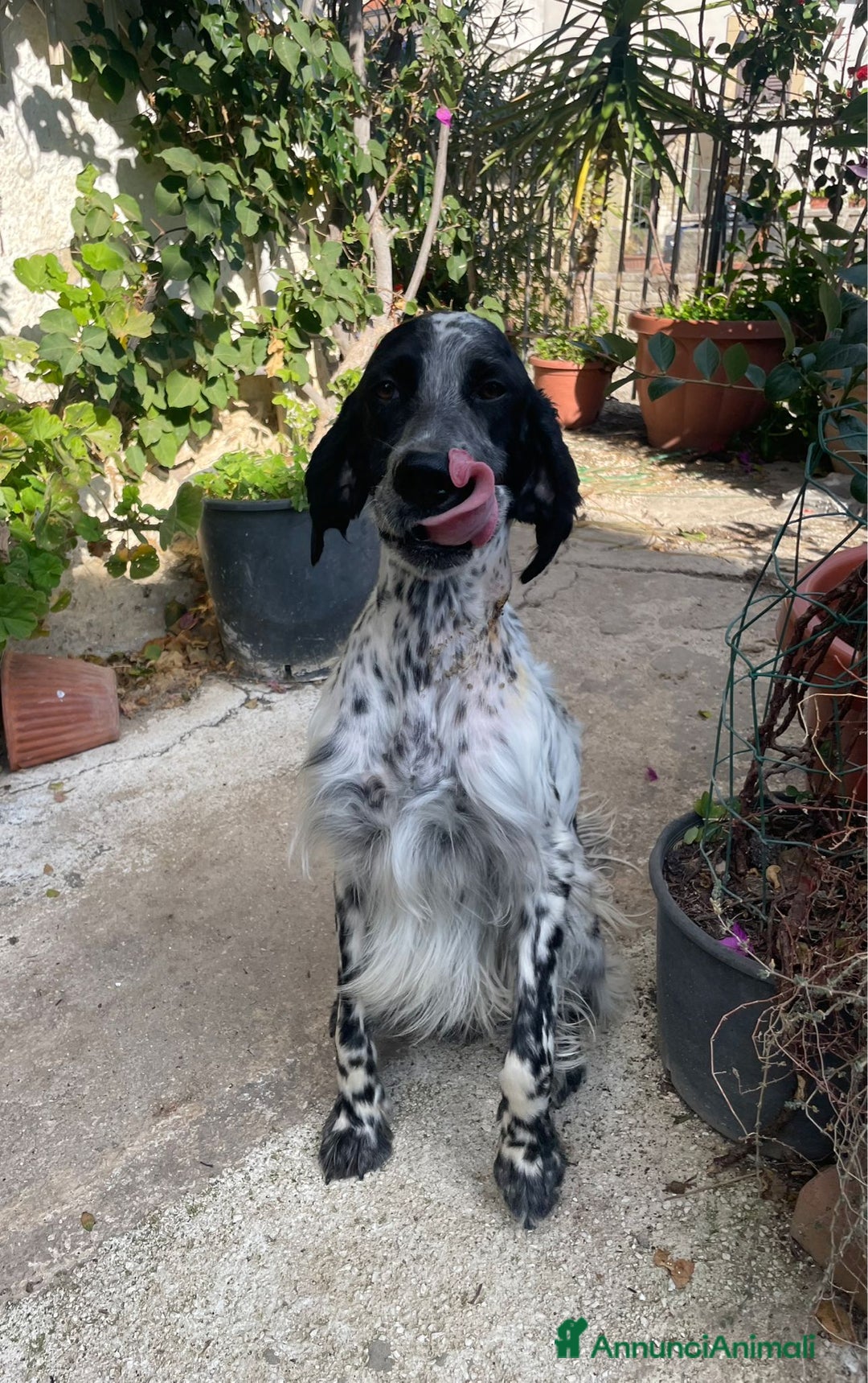 Setter Inglese cani in regalo: PLUTO Setter Inglese di 3 anni - Annuncio 5