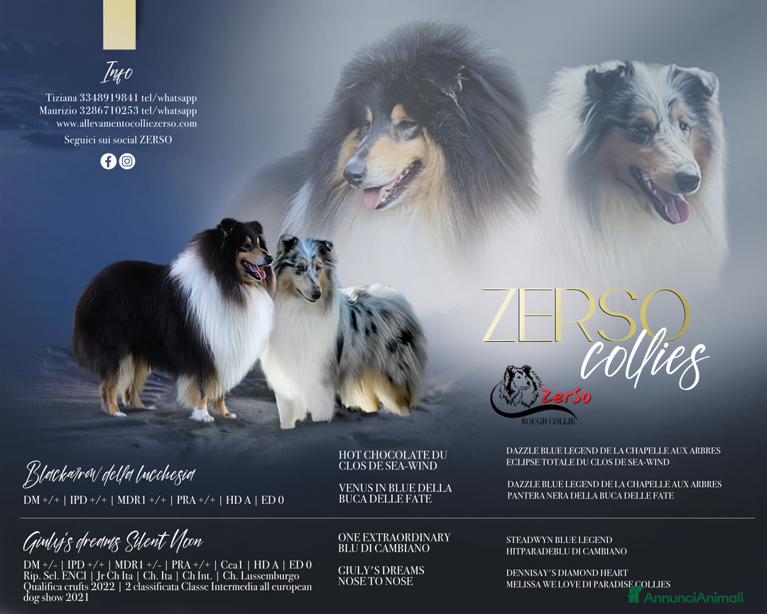 Collie cani in vendita: Collie pastore scozzese  a Provincia di Viterbo - Immagine 11