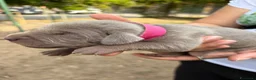Weimaraner cani in vendita: Cucciolata di 6 weimaraner  - Annuncio 3