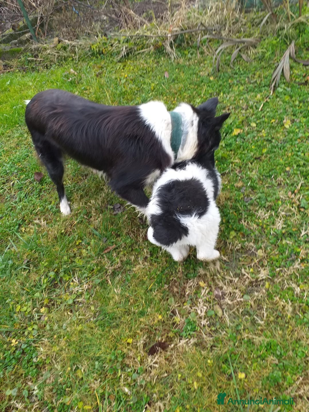 Meticcio cani in regalo: Cucciolo di meticcio, metà border collie - Annuncio 3