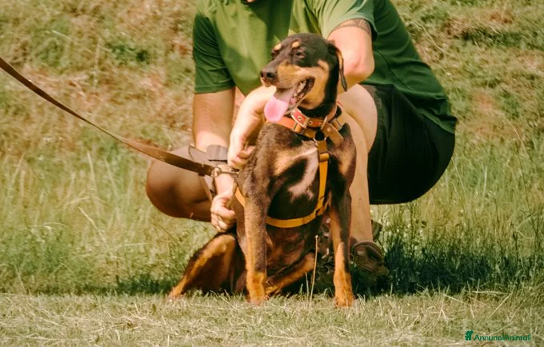 Meticcio cani in regalo: Skylar, stupenda simil segugia - Annuncio 2