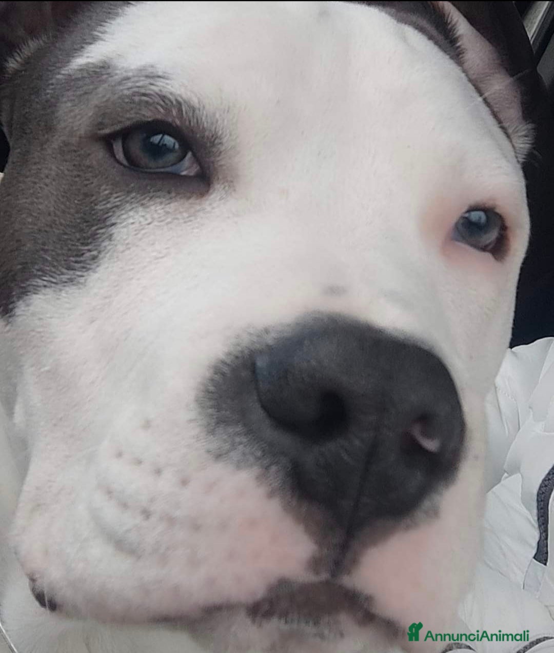 Pitbull cani per accoppiamento: Monta - Annuncio 31