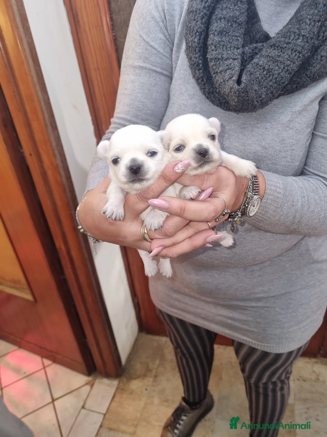 Chihuahua cani in vendita: Cuccioli di chihuahua toy  - Annuncio 4