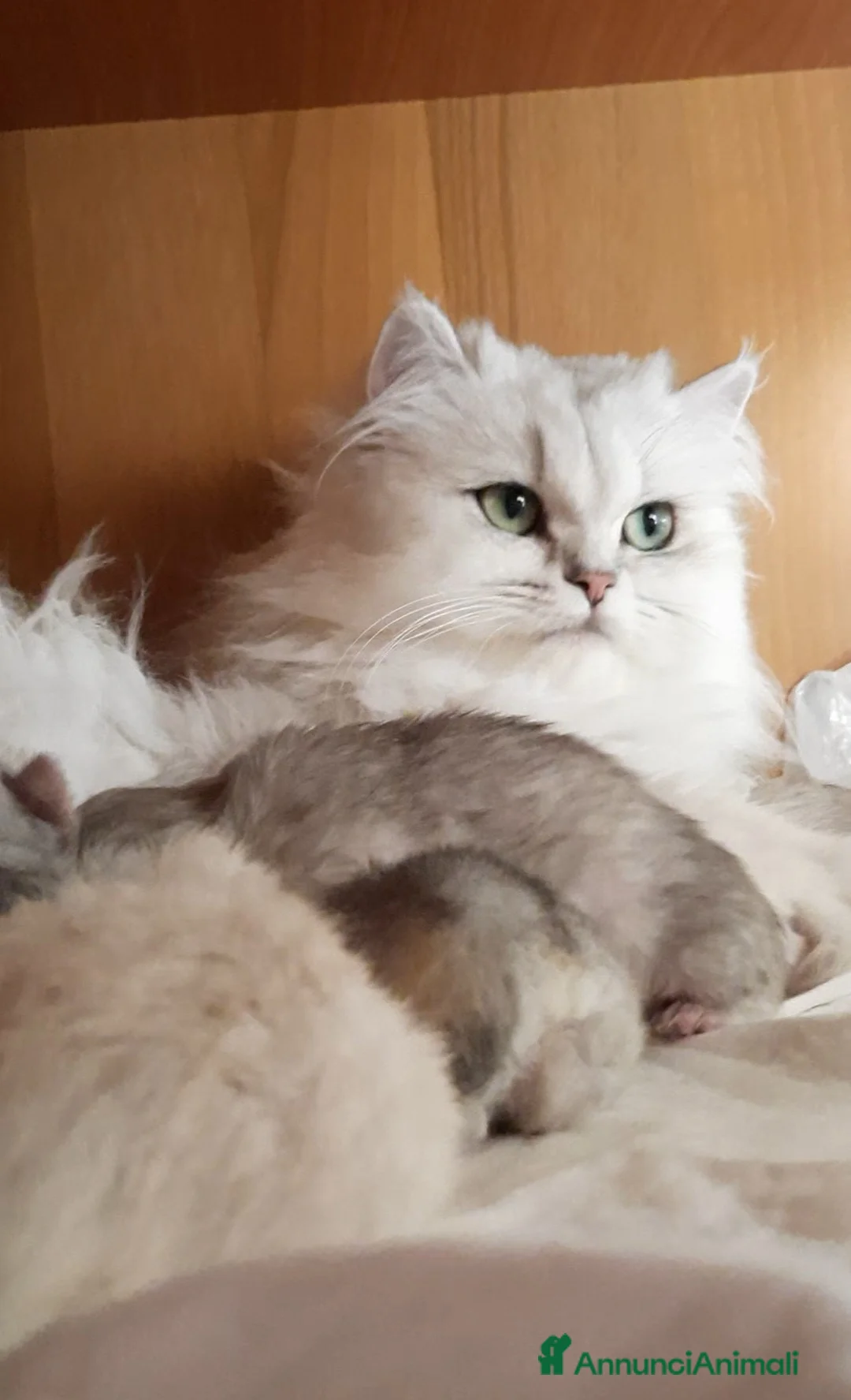 British gatti in vendita: Cuccioli British longhair con pedigree  - Annuncio 5