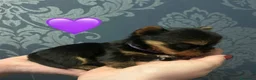 Yorkshire cani in vendita: Cuccioli di Yorkshire Terrier - Annuncio 7