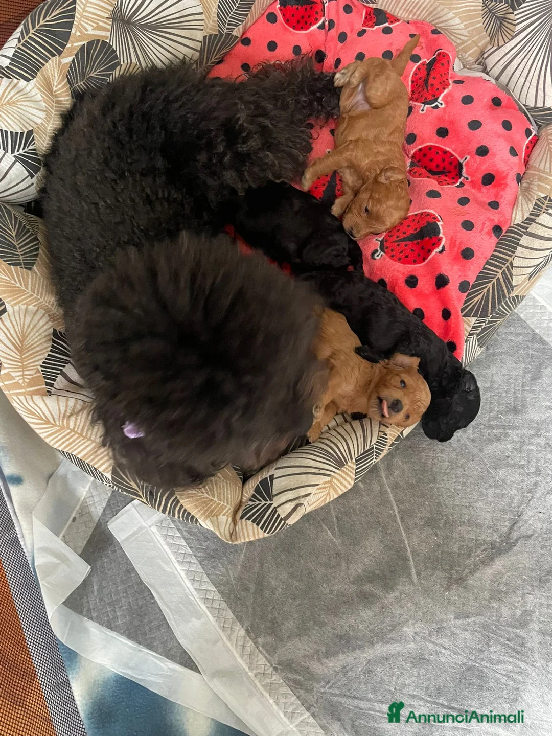 Barboncino cani in vendita: Barboncino nano maschio disponibile - Annuncio 2