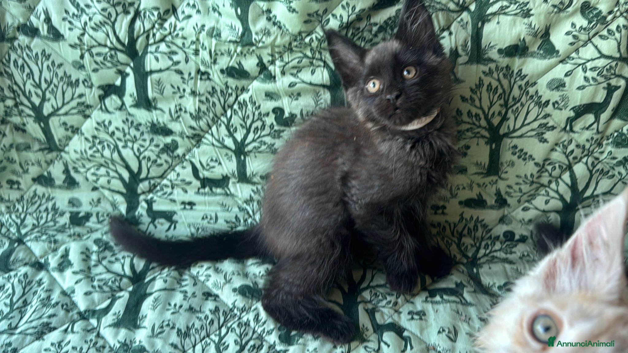 Maine Coon gatti in vendita: Cuccioli di maine coon manto black smoke - Annuncio 19