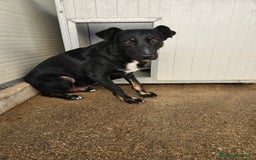 Meticcio cani in regalo: Luigi: timido, docile, socievole  a Città Metropolitana di Genova - Immagine 1