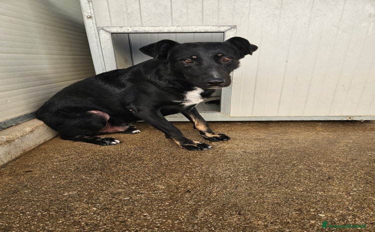 Meticcio cani a Città Metropolitana di Genova - Annuncio 17