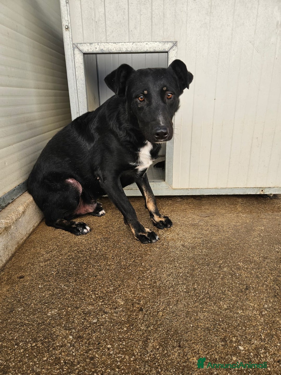 Meticcio cani in regalo: Luigi: timido, docile, socievole  a Città Metropolitana di Genova - Immagine 1