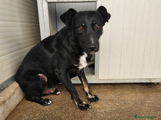 Meticcio cani Luigi: timido, docile, socievole a Città Metropolitana di Genova - Annuncio 5